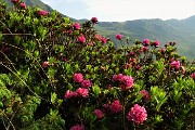 10 Rododendro rosso (Rhododendron ferrugineum) in fiore 